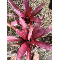 Neoregelia Roxinha
