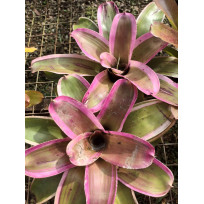 Neoregelia Morado