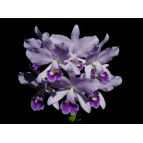 Cattleya Bowringiana Coerulea - AD