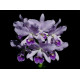 Cattleya Bowringiana Coerulea - AD