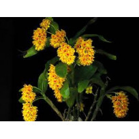 Dendrobium Sulcatum - AD