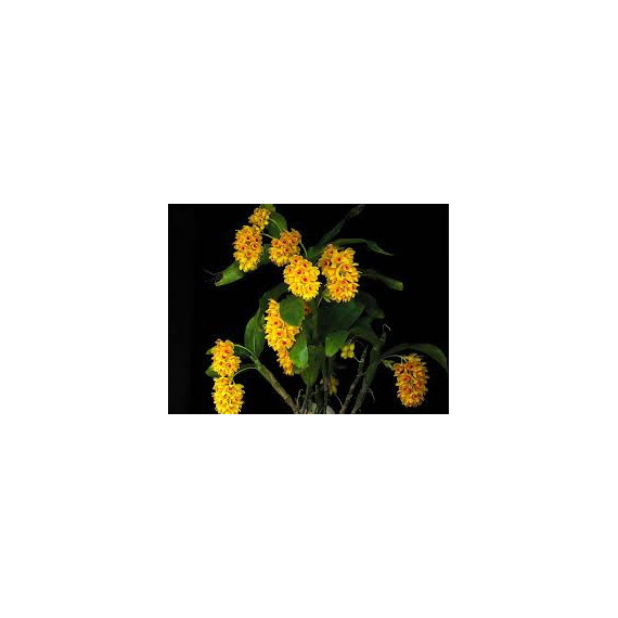 Dendrobium Sulcatum - AD