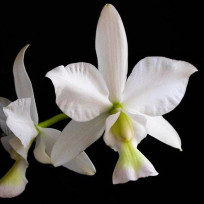 Cattleya Nobilior Alba "BV" - NBS