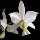 Cattleya Nobilior Alba "BV" - NBS