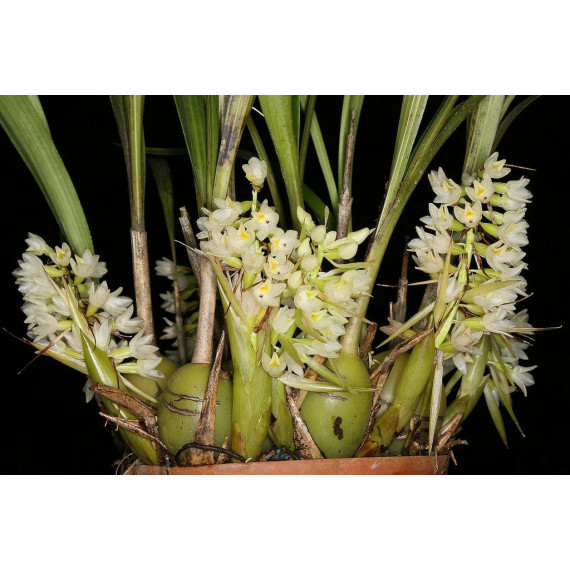 Coelia Triptera no Cachepô de Madeira - AD