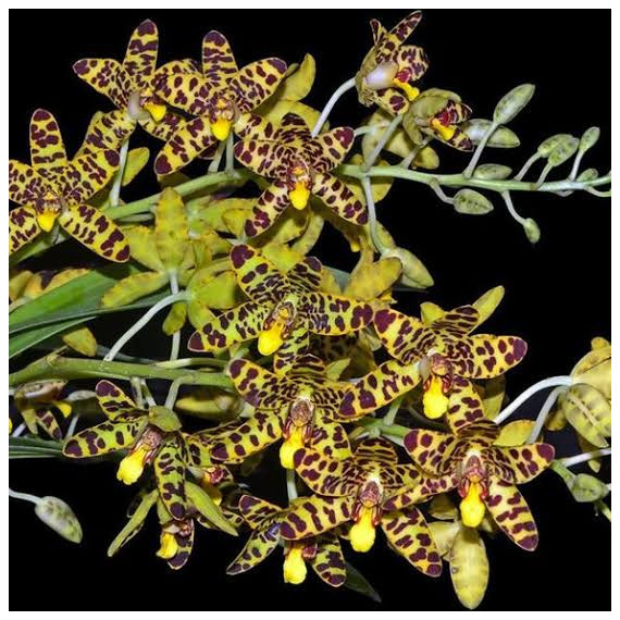 Ansellia Africana - AD