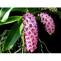 Rhynchostilis Gigantea Spots - Pre Adulta