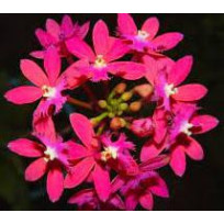 Epidendrum Pink (AD)