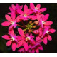 Epidendrum Pink (AD)