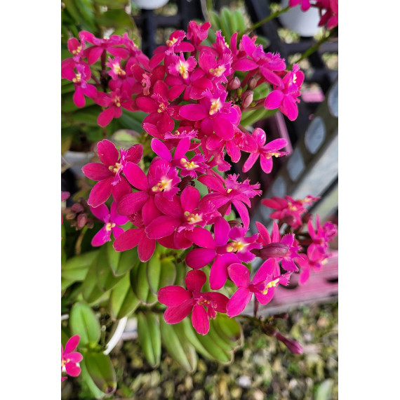 Epidendrum Pink (AD)