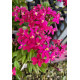 Epidendrum Pink (AD)