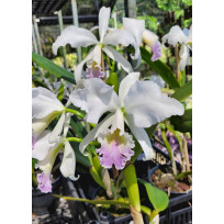 Cattleya Labiata Amesiana - Espata