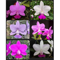 Kit c/ 3 Cattleyas Walkerianas ( adultas )