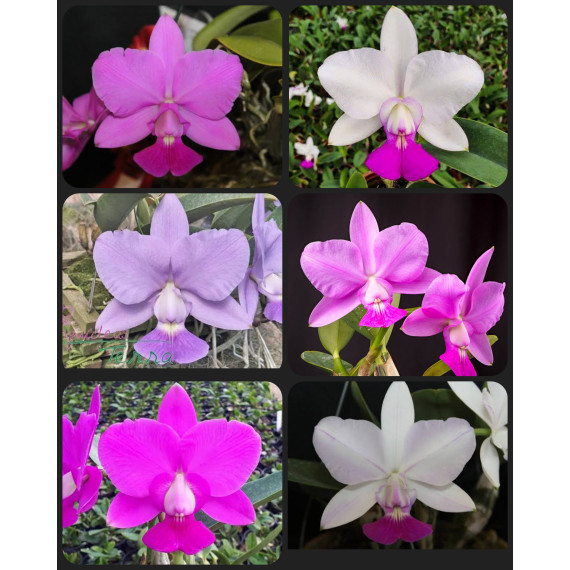 Kit c/ 3 Cattleyas Walkerianas ( Pre adultas )