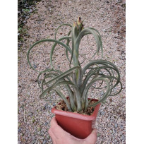 Tilandsia Zacapa - Muda