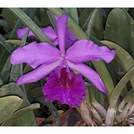 Lc. Moonlight x Molly Tyler - NBS