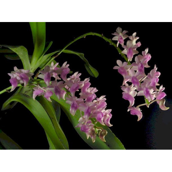 Aerides Odorata - Muda