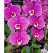 Phalaenopsis Taisuco Anna (Orelha de Elefante) SALDÃO - AD