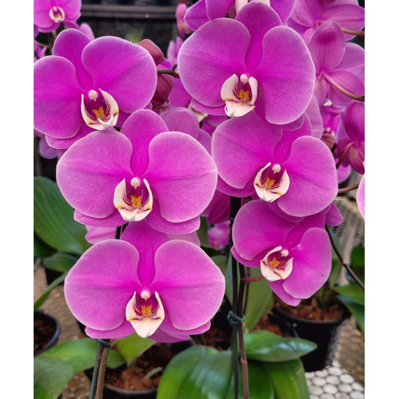 Phalaenopsis Taisuco Anna (Orelha de Elefante) SALDÃO