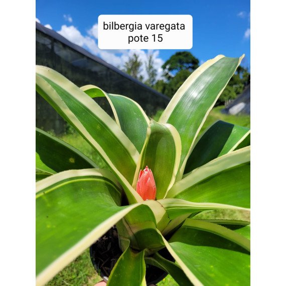 Bilbergia Variegata Piramidalis
