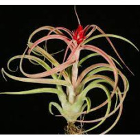 Tilandsia Zacapa - AD