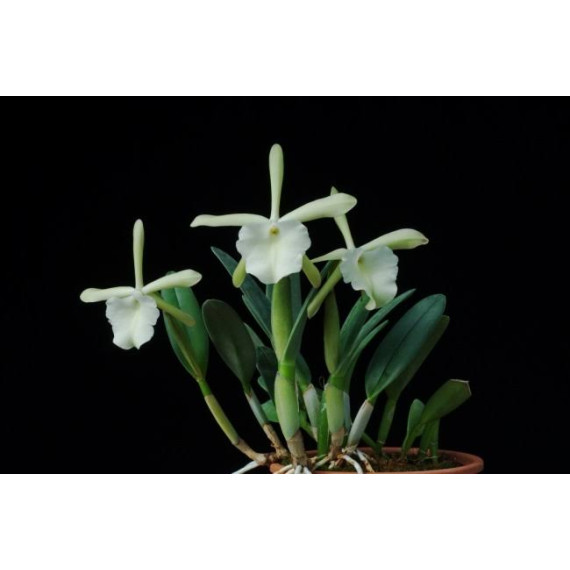 Brassavola Glauca - NBS