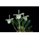 Brassavola Glauca - NBS
