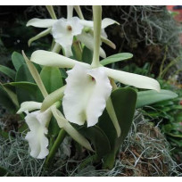 Brassavola Glauca - NBS