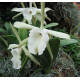 Brassavola Glauca - NBS
