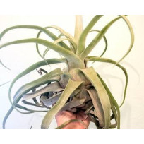 Tilandsia Streptophylla