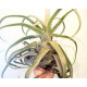 Tilandsia Streptophylla + Suporte