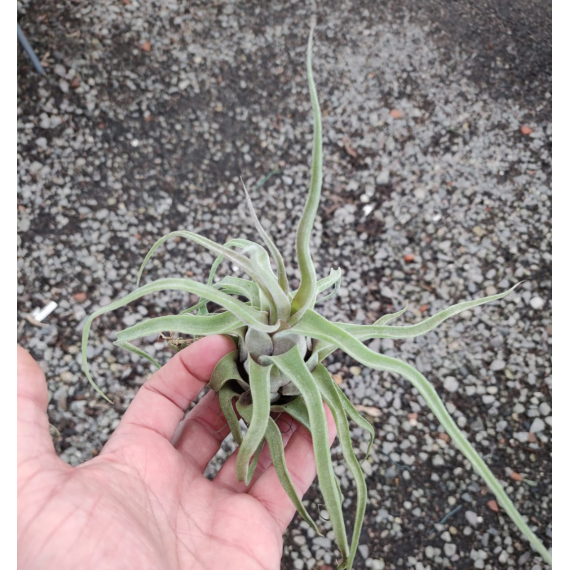 Tilandsia Streptophylla + Suporte
