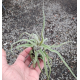 Tilandsia Streptophylla + Suporte