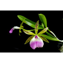 Bc. Thereza Ricci (Aclandiae x Hipodamia )  Touceira