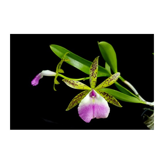 Bc. Thereza Ricci (Aclandiae x Hipodamia )...