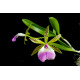Bc. Thereza Ricci (Aclandiae x Hipodamia )  Touceira