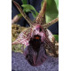 Epigenium Amplum - AD