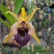 Epigenium Amplum - AD