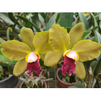 Potinara Red Gold  - AD