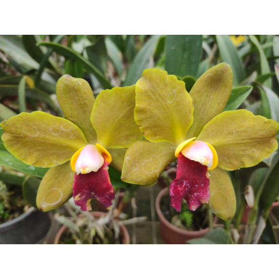 Potinara Red Gold  - AD