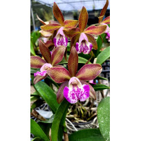 Cat. Pradit Spots x Alpha Rainbow - AD