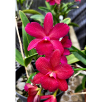 Gtx. Fernanda Hage Full Red - AD