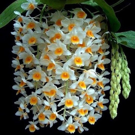 Dendrobium Thyrsiflorum x Mousmee - AD (no...