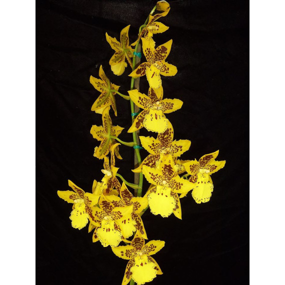 Odontocidium Tiger Crown - AD