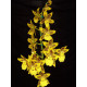 Odontocidium Tiger Crown - AD