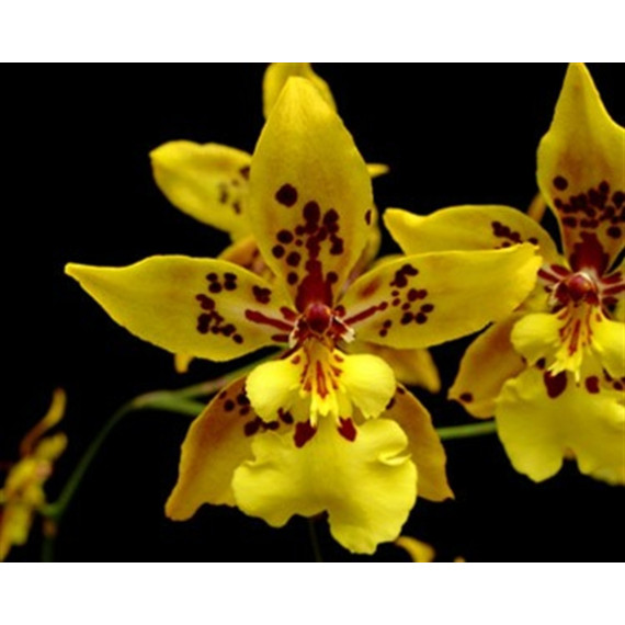 Odontocidium Tiger Crown - AD