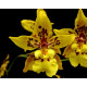 Odontocidium Tiger Crown - AD
