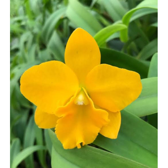 Potinara Free Spirit Miami Sun - AD ( Saldão)