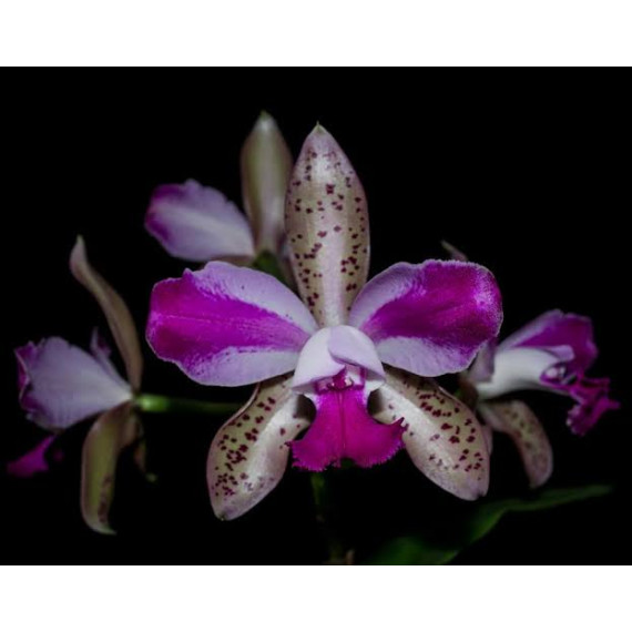 Cattleya Interglossa var. Flamea - Pre adulta