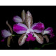 Cattleya Interglossa var. Flamea - Pre adulta